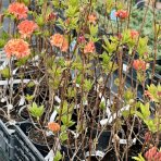 Azalka veľkokvetá (Azalea Mollis) ´GENA MAE´ - výška 50-70 cm, kont. C1L